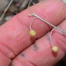 Image of Zapata bladderpod