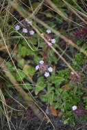 Stachys eriantha Benth.的圖片