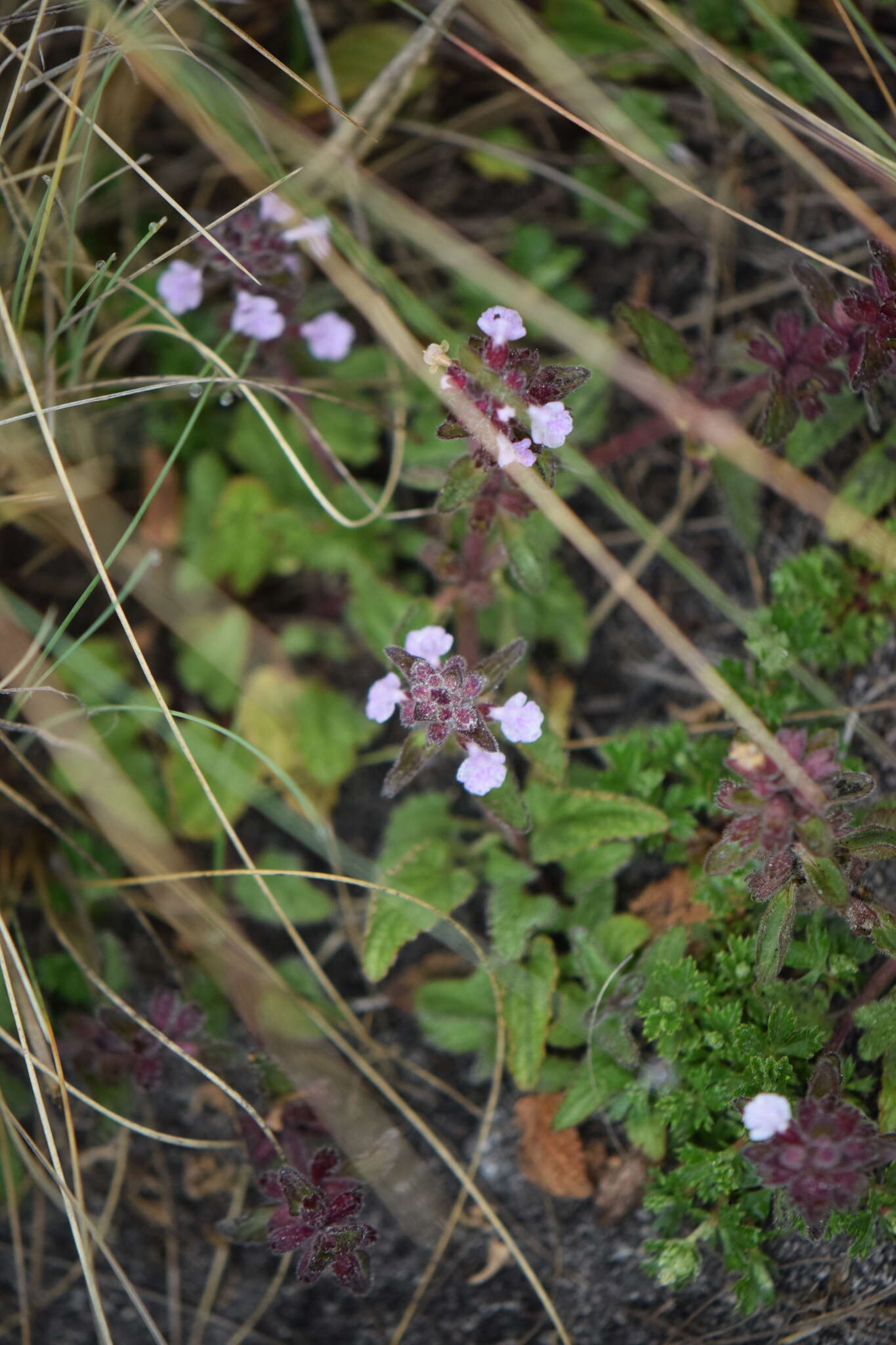 Stachys eriantha Benth.的圖片