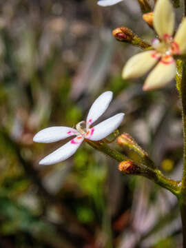 Image of Stylidium crassifolium R. Br.