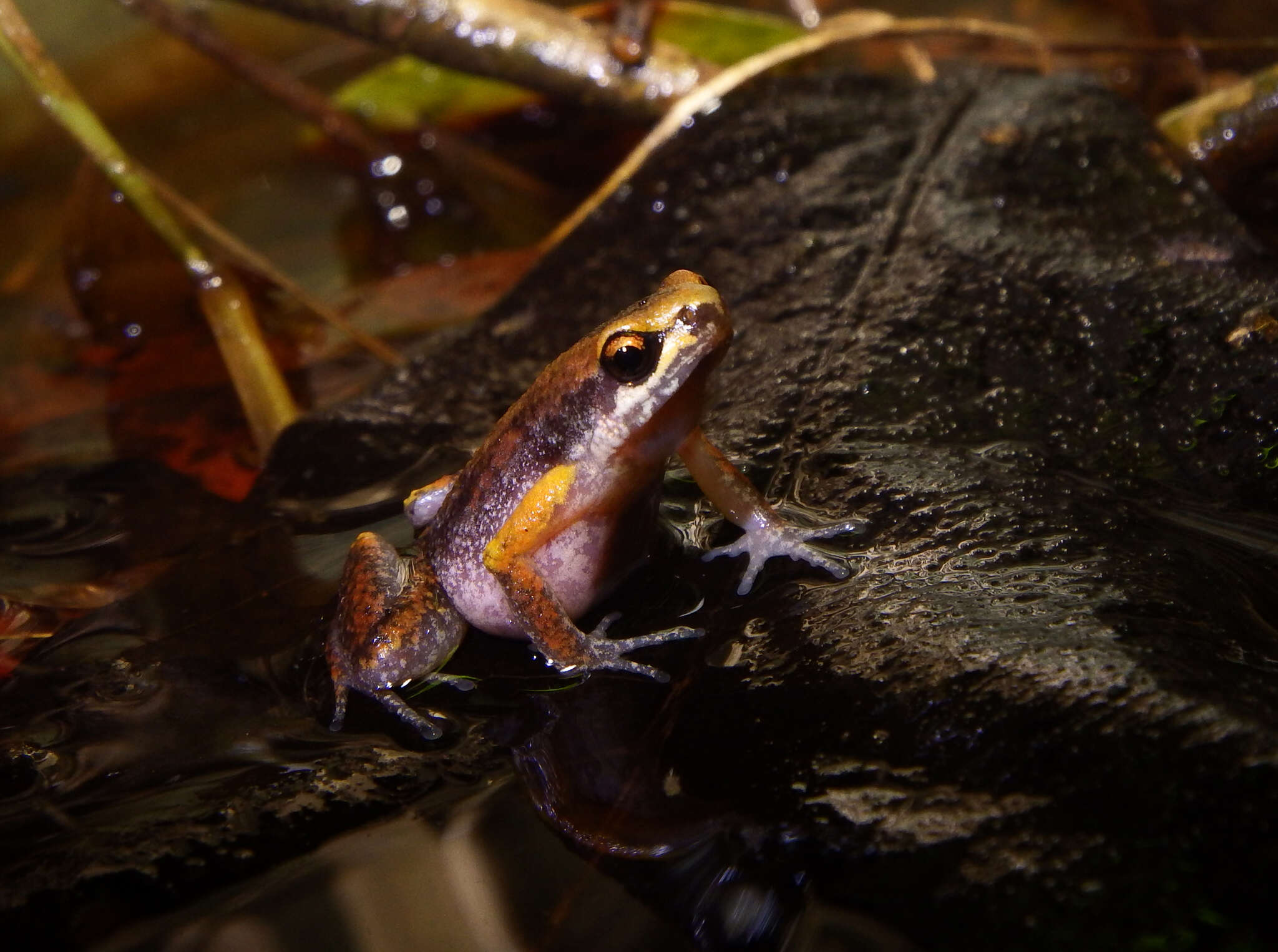 Image of Deli Little Pygmy Frog