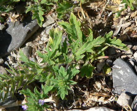 Image of bigbract verbena