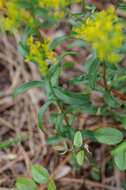 Image de Solidago odora subsp. chapmanii (A. Gray) Semple