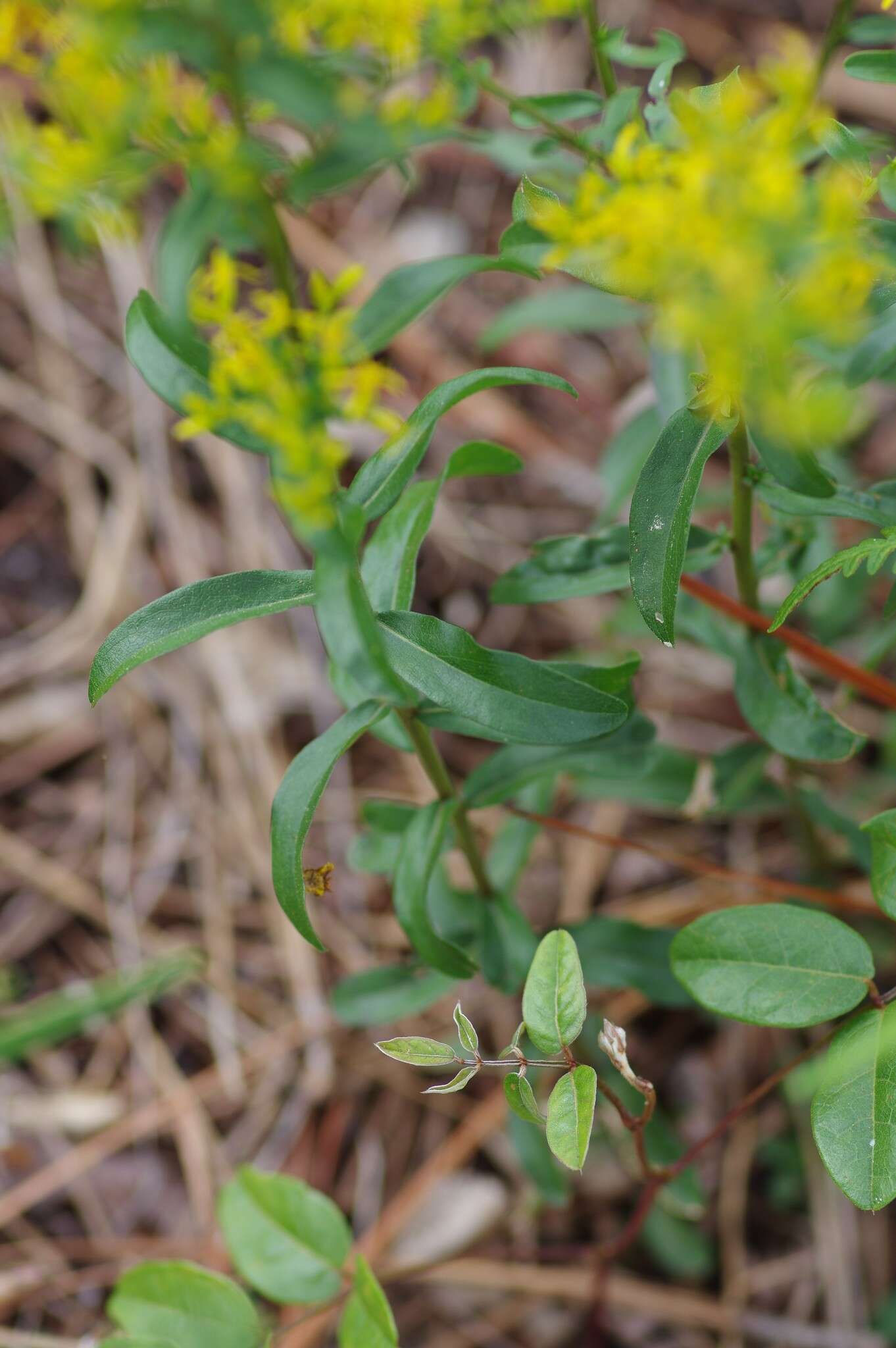 Image of Chapman's goldenrod