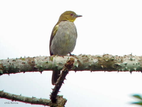 Chlorocichla falkensteini (Reichenow 1874)的圖片