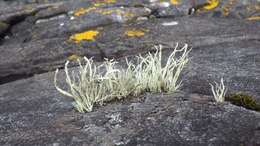 Imagem de Ramalina cuspidata (Ach.) Nyl.