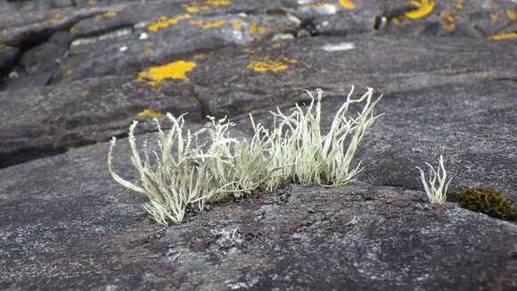 Image of Ramalina cuspidata (Ach.) Nyl.