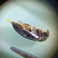 Image of Black carpet beetle