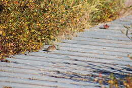 Image of Northern Red-backed Vole