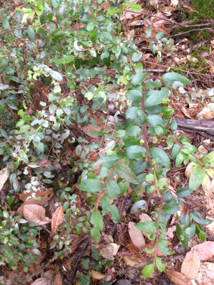 Image of evergreen huckleberry