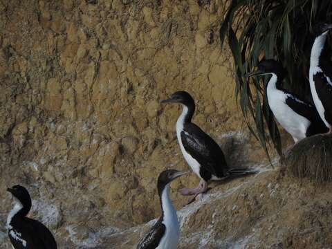 Image of New Zealand King Shag