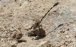 صورة Progomphus borealis McLachlan ex Selys 1873