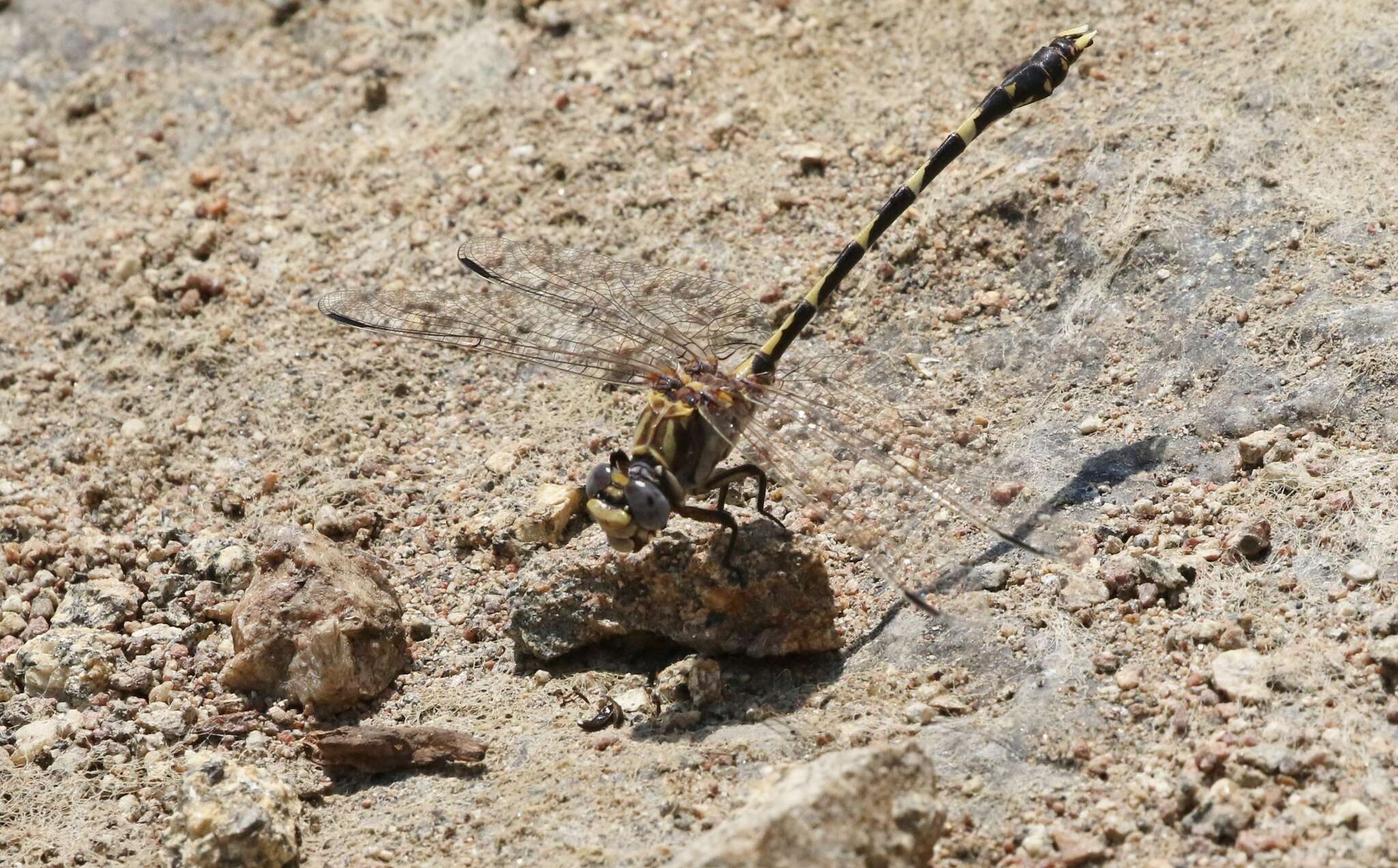 Sivun Progomphus borealis McLachlan ex Selys 1873 kuva