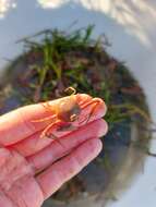 Image of Mediterranean nut crab