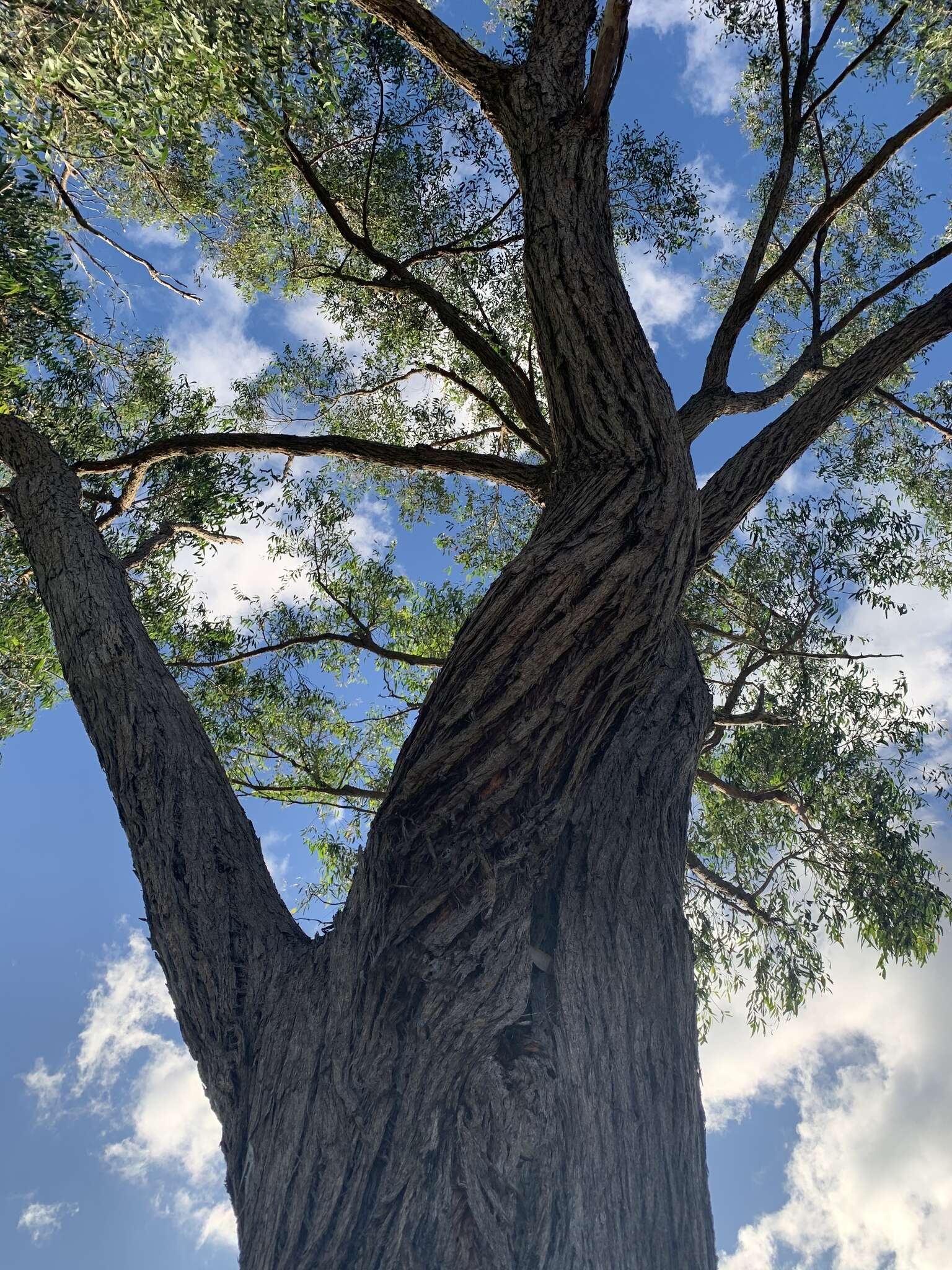 Image de Eucalyptus eugenioides Sieber ex Spreng.