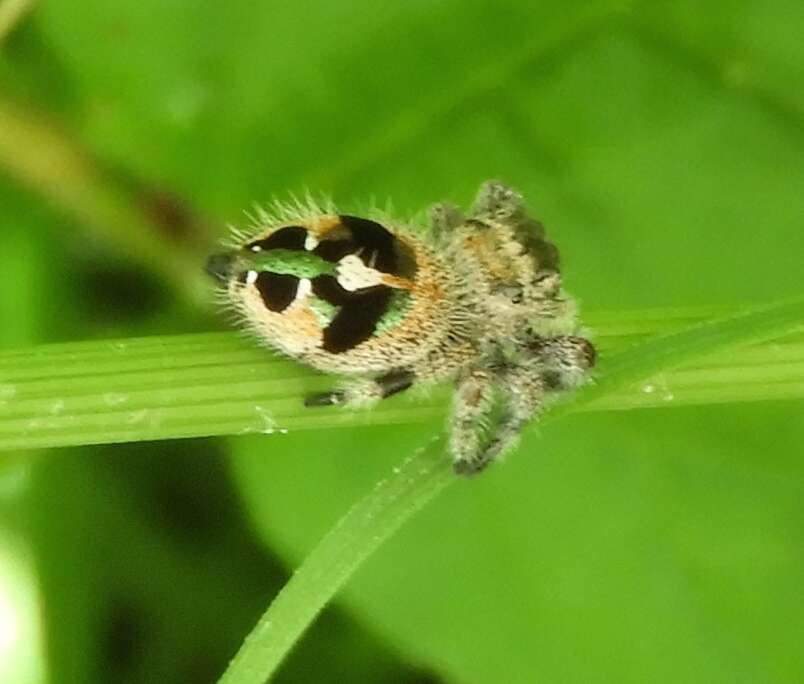 Sivun Phidippus maddisoni Edwards 2004 kuva