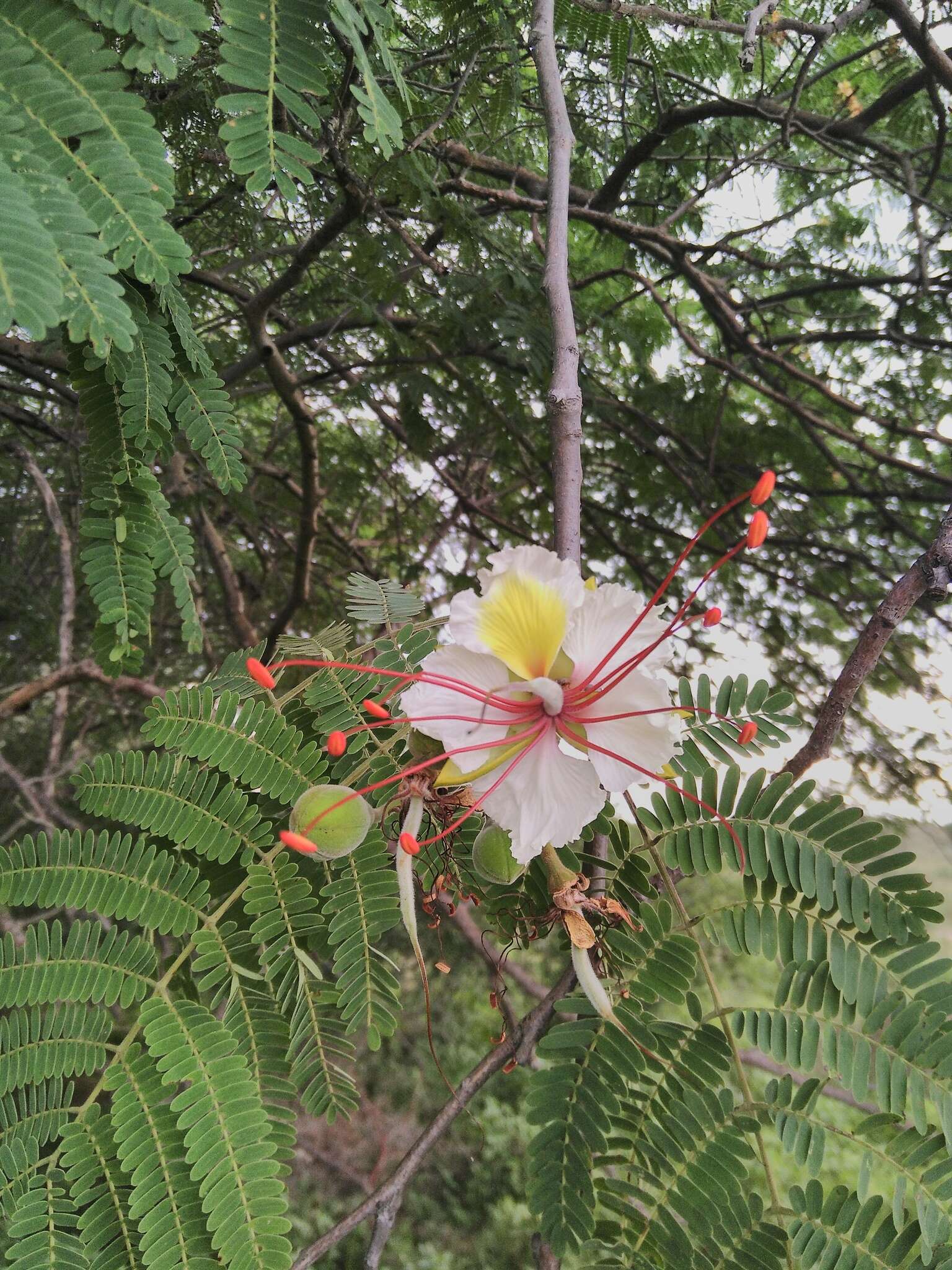 Image of Creamy Peacock Flower