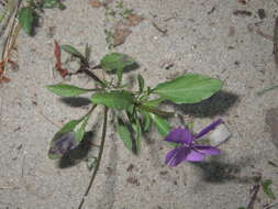 Слика од Viola tricolor subsp. curtisii (E. Forster) Syme