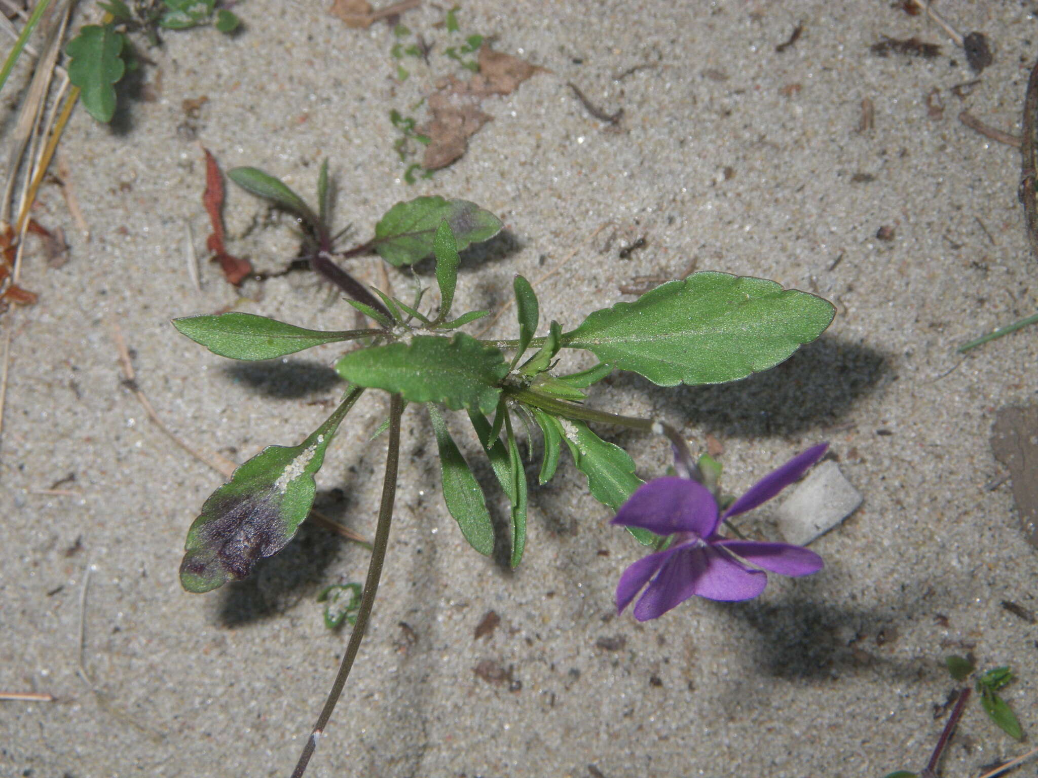 Image of Viola tricolor subsp. curtisii (E. Forster) Syme