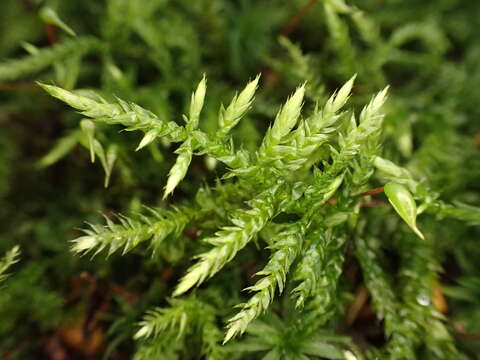 Image of hair-pointed feather-moss