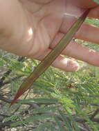 Image of feather tree