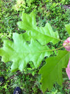 Quercus velutina Lam. resmi