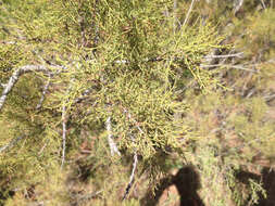 Image of African tamarisk