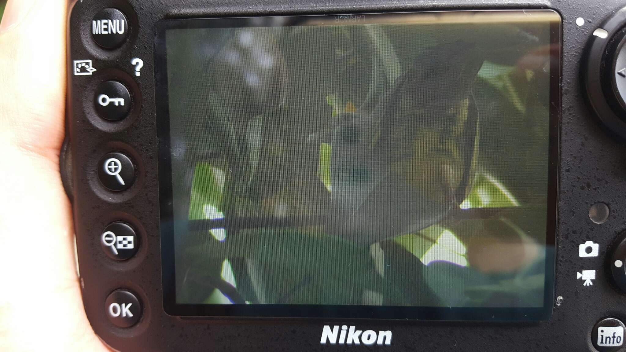 Image of Pink-necked Green Pigeon