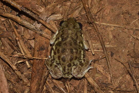 Image of Burrowing frog