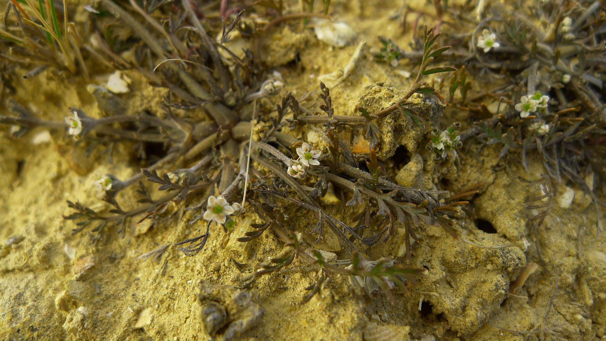 Sivun Chaerophyllum novae-zelandiae K. F. Chung kuva