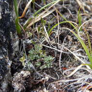 Image of yellow arctic draba