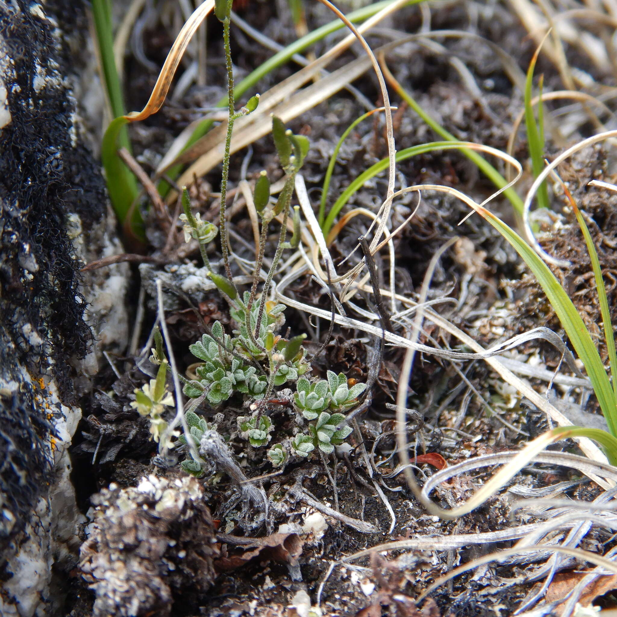 Image of yellow arctic draba