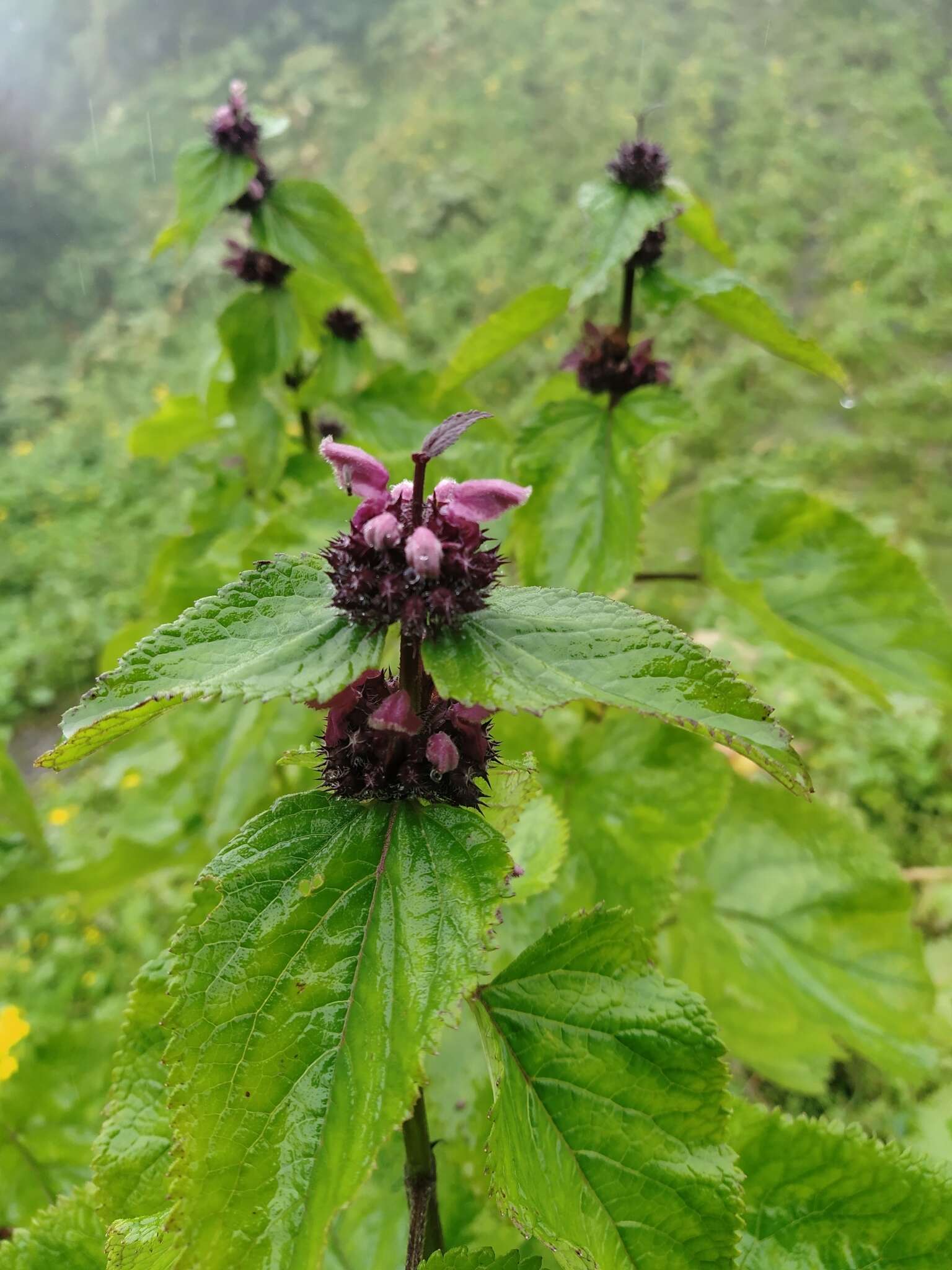 Image of Phlomoides macrophylla (Benth.) Kamelin & Makhm.