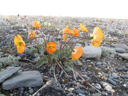 Image of Papaver schamurinii V. V. Petrovskii