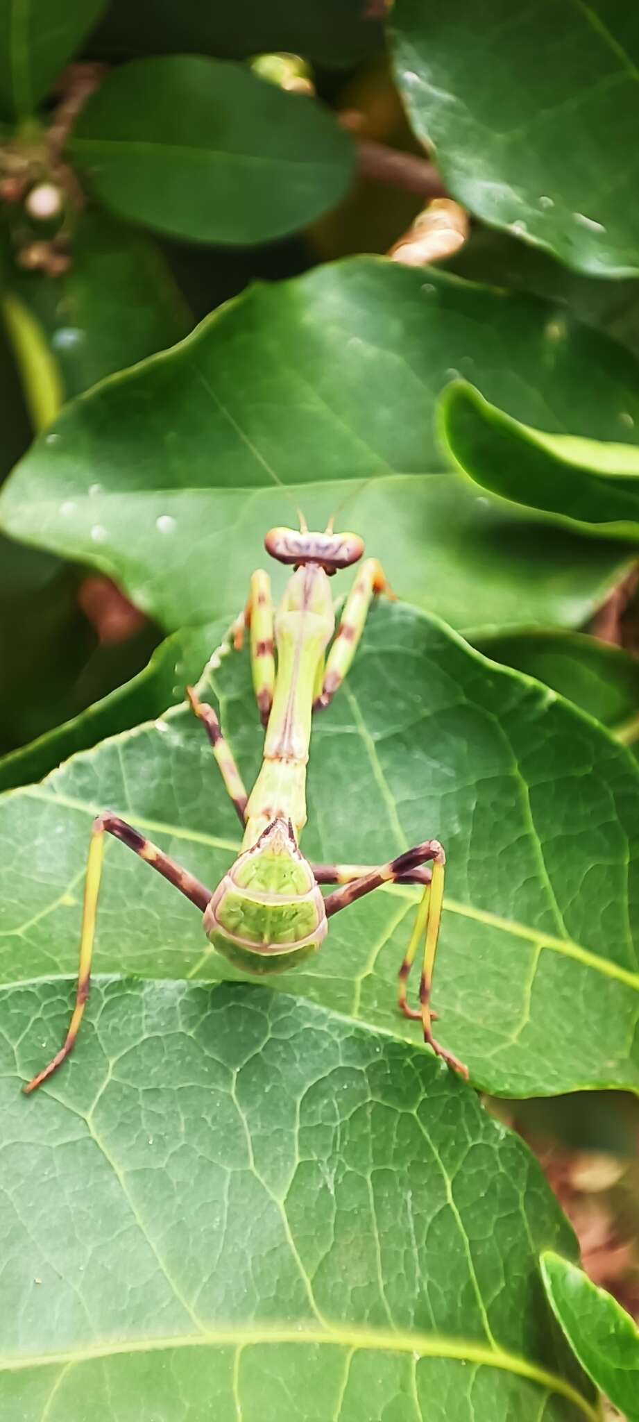 Image of Stagmatoptera reimoseri Beier 1929