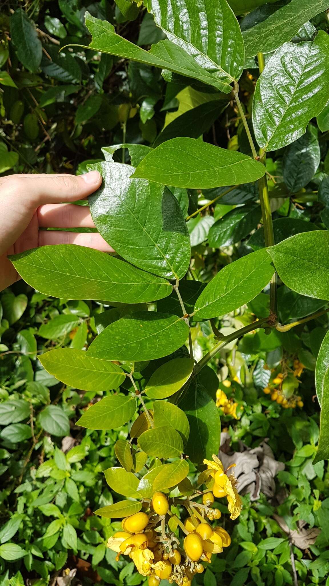 Senna latifolia (G. Mey.) H. S. Irwin & Barneby resmi