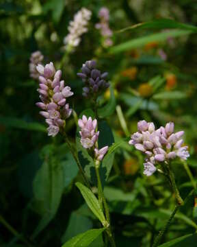 Image de Persicaria pensylvanica (L.) M. Gómez