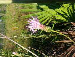 Imagem de Cirsium lecontei Torr. & A. Gray