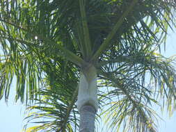 Image of Dypsis carlsmithii J. Dransf. & Marcus