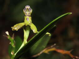 Image of Epidendrum erosum Ames & C. Schweinf.