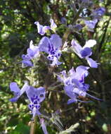 Image of Forest spur-flower