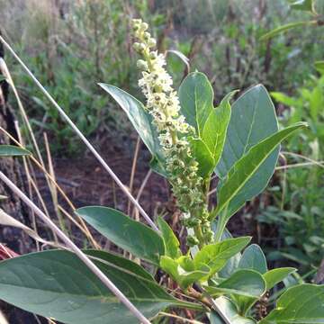 Image of tropical pokeweed