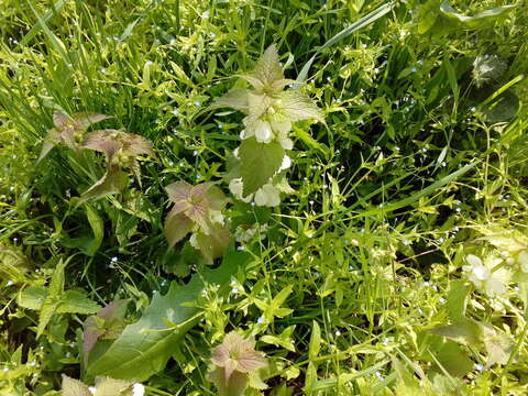 Image of Lamium album subsp. album