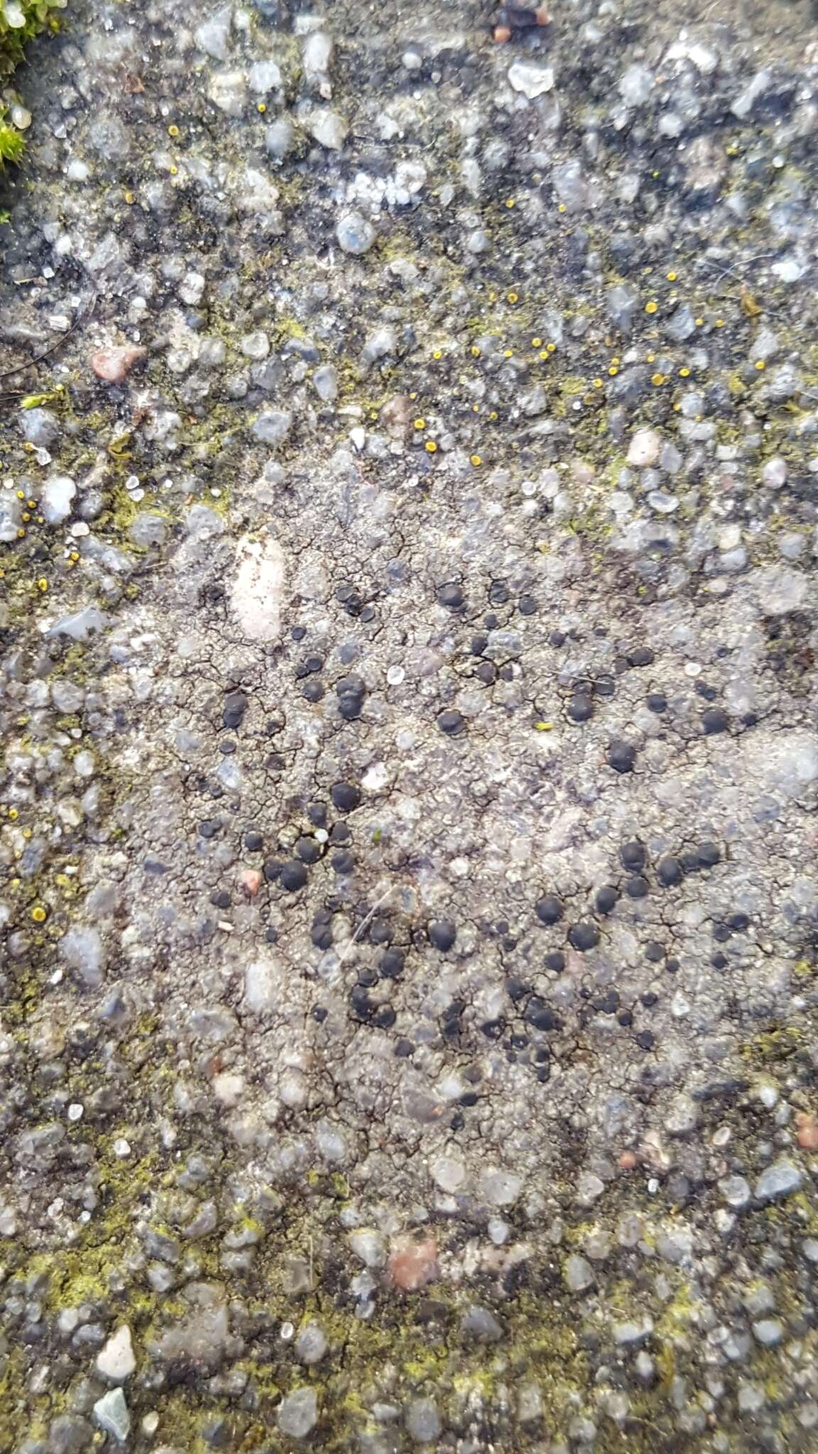 Image of lecidella lichen