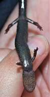 Image of Plethodon hoffmani Highton 1972