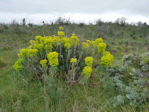 Image of Euphorbia characias subsp. characias