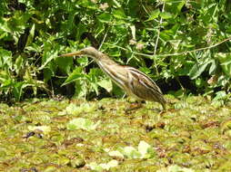 Image of Stripe-backed Bittern