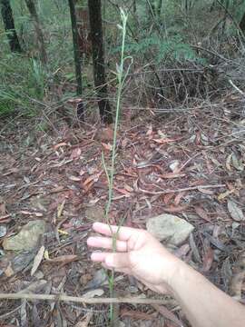 Calochilus gracillimus Rupp的圖片