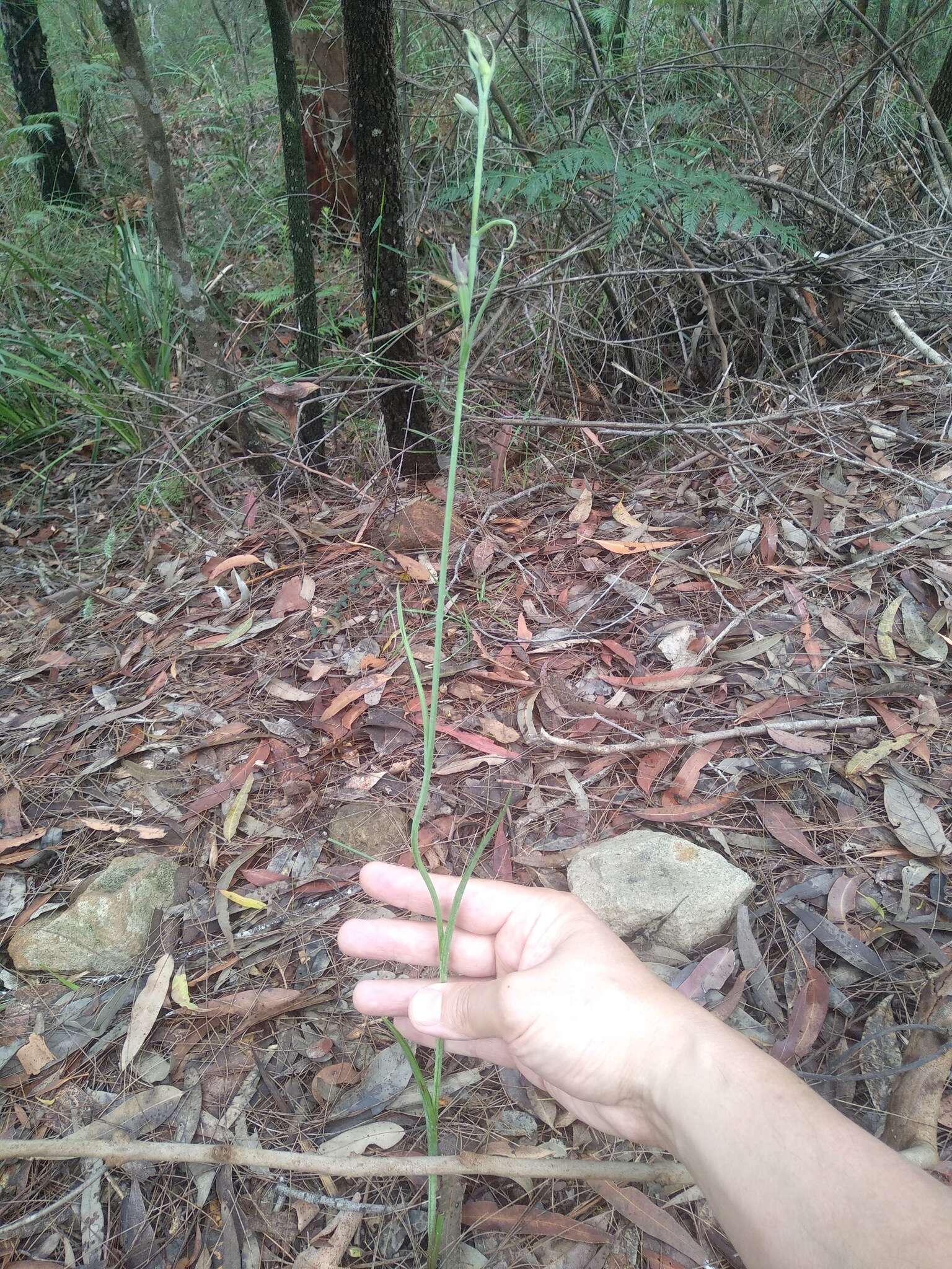 Imagem de Calochilus gracillimus Rupp