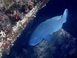 Image of blue groper